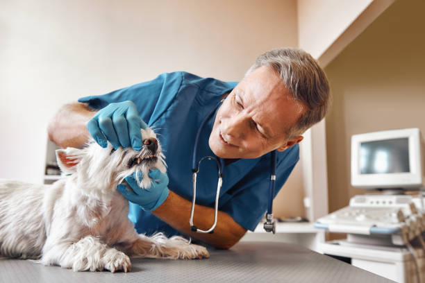 Best 24-Hour Emergency Dental Care in Lochsloy, WA